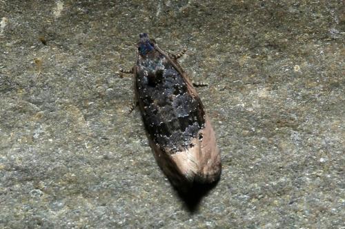 Réf. 180 076 : Metendothenia atropunctana